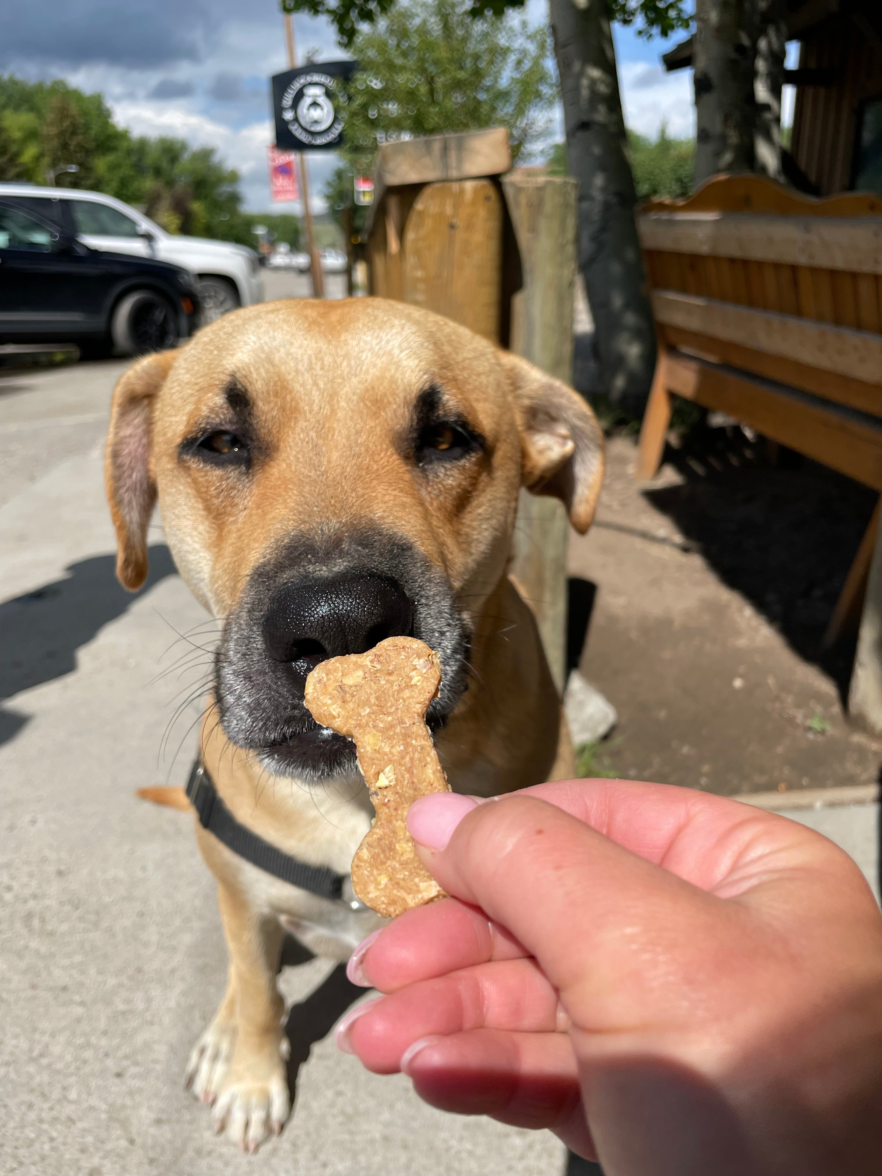 Whiskey Dog Biscuits